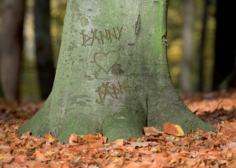 Carved Tree Heart Poster