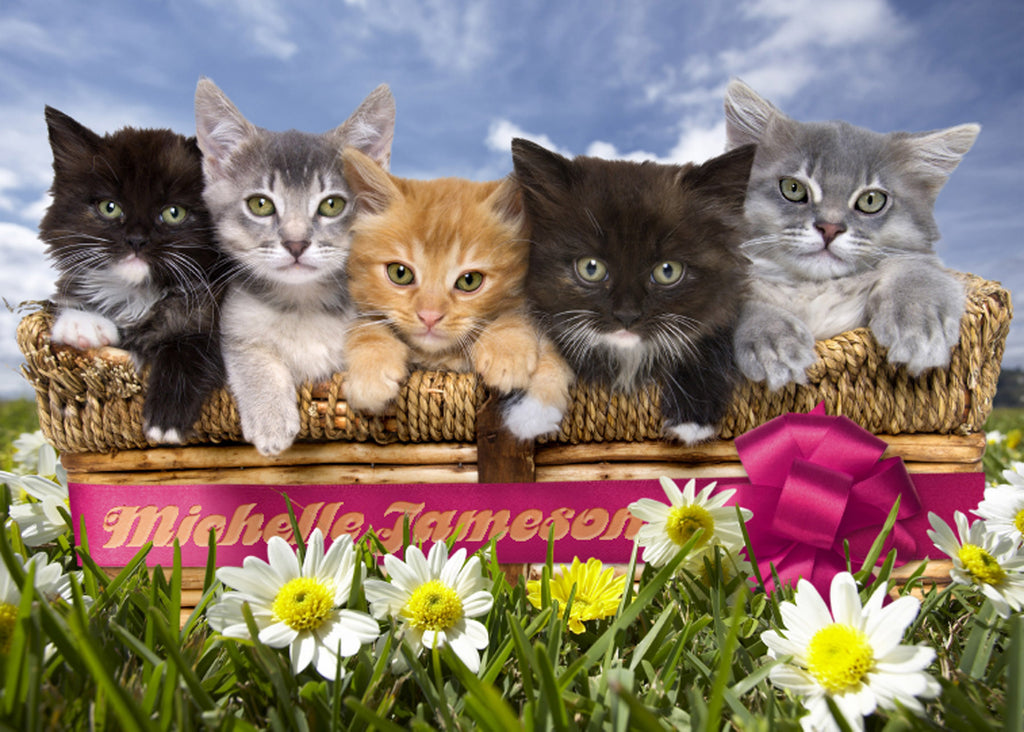 Cats in a Basket - A4 Black Frame