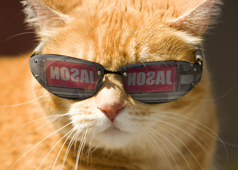 Cool Cat in Shades - A3 Un-Framed
